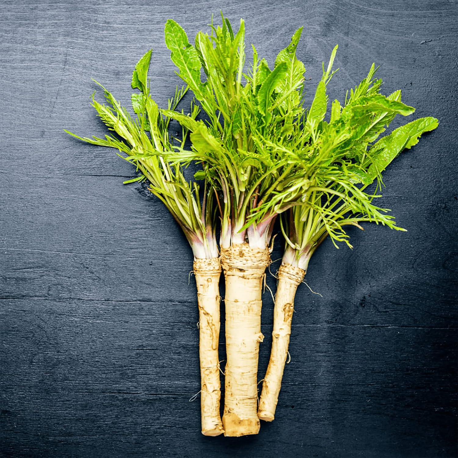 Red Cloe Horseradish Plants in Garden Bed, Perennial Vegetable Seeds