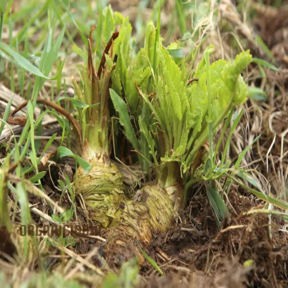 Healthy Horseradish Plant from Robust Seeds, Culinary Root Plant