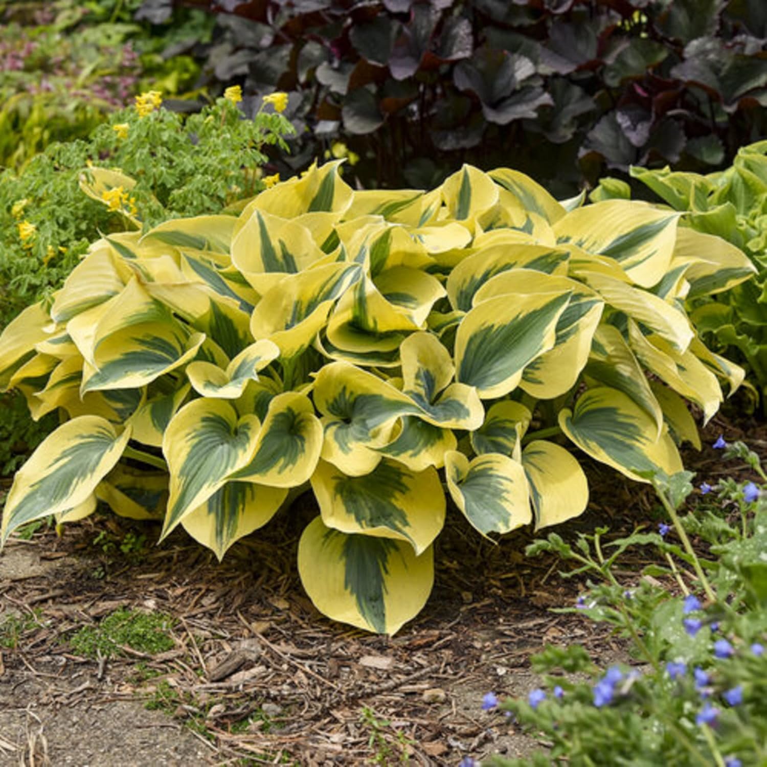 Autumn Frost Hosta Growing in Container, Shade Garden Plant