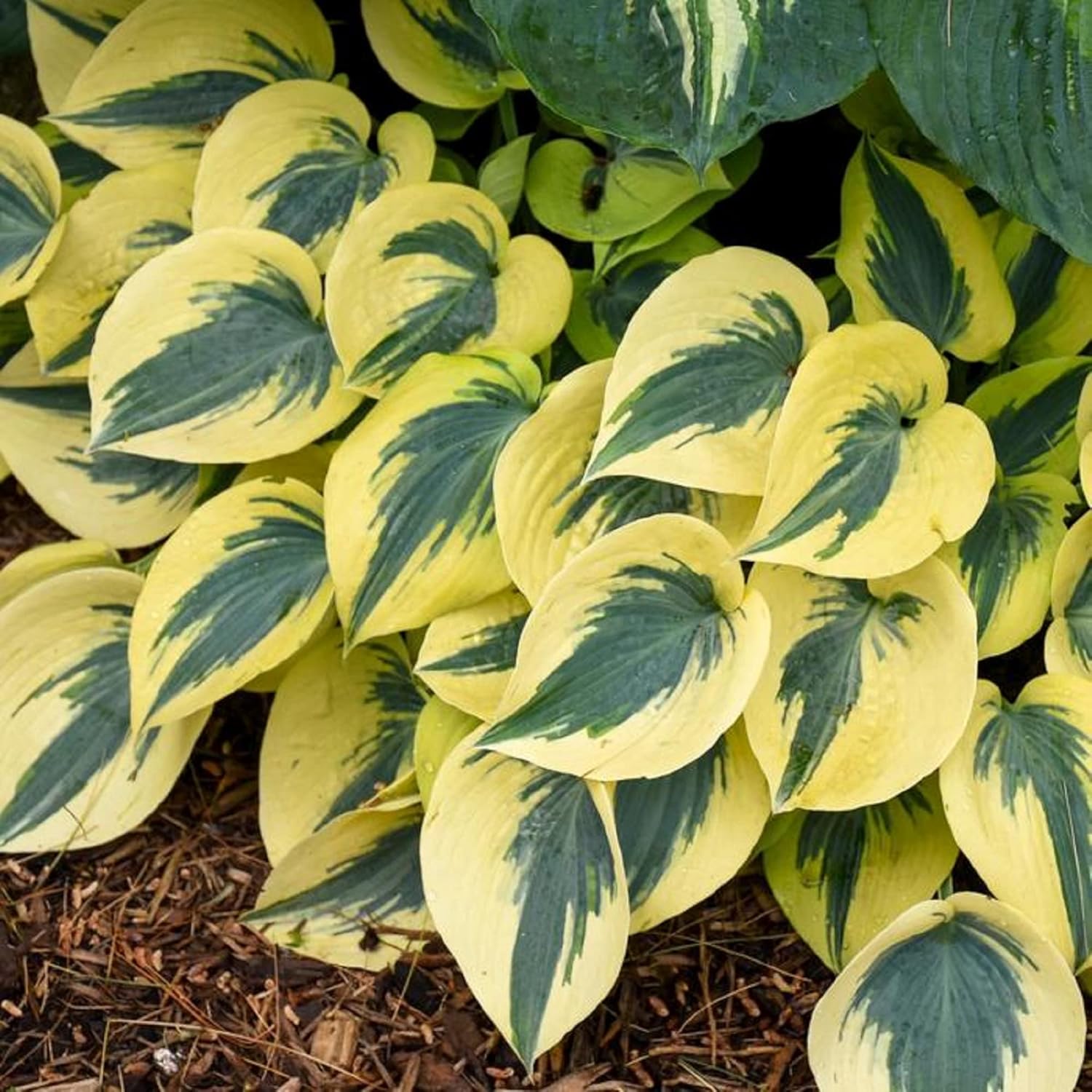 Closeup of Autumn Frost Hosta Leaves, Fragrant Plantain Lily Blooms
