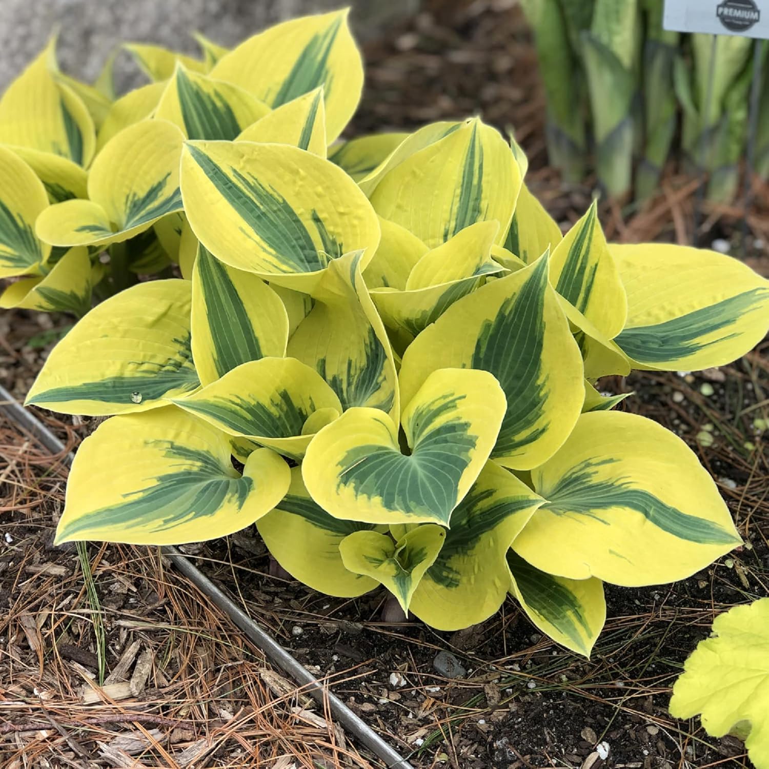 Autumn Frost Hosta Plants in Garden Bed, Drought-Tolerant Shade Plant