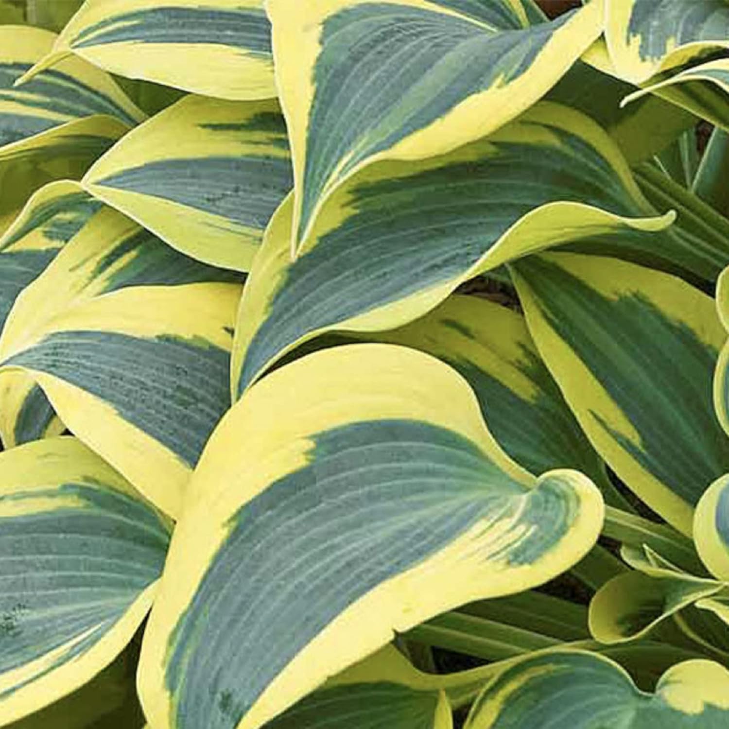 Mature Autumn Frost Hosta Plant with Variegated Foliage