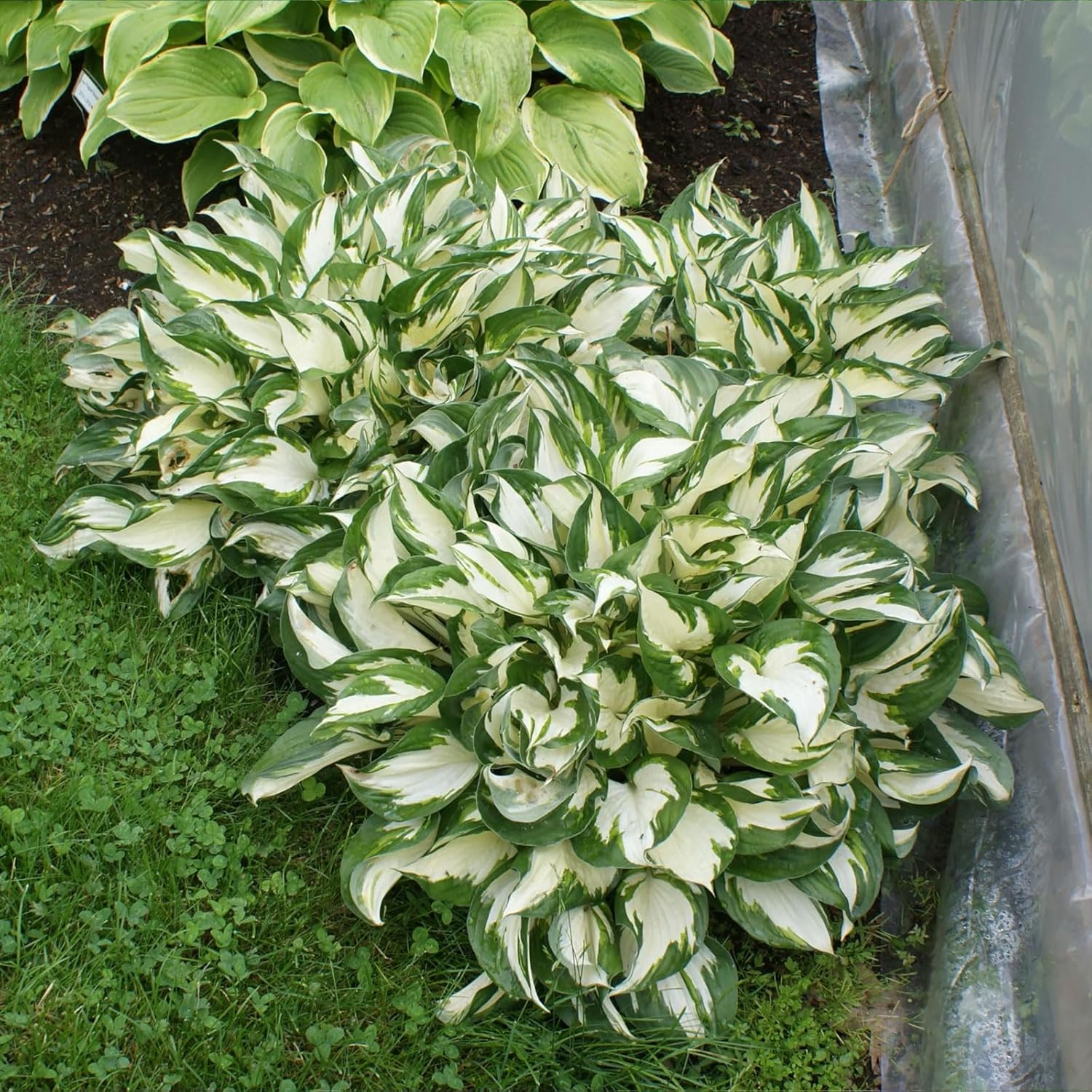Fire and Ice Hosta Growing in Container, Shade Garden Plant