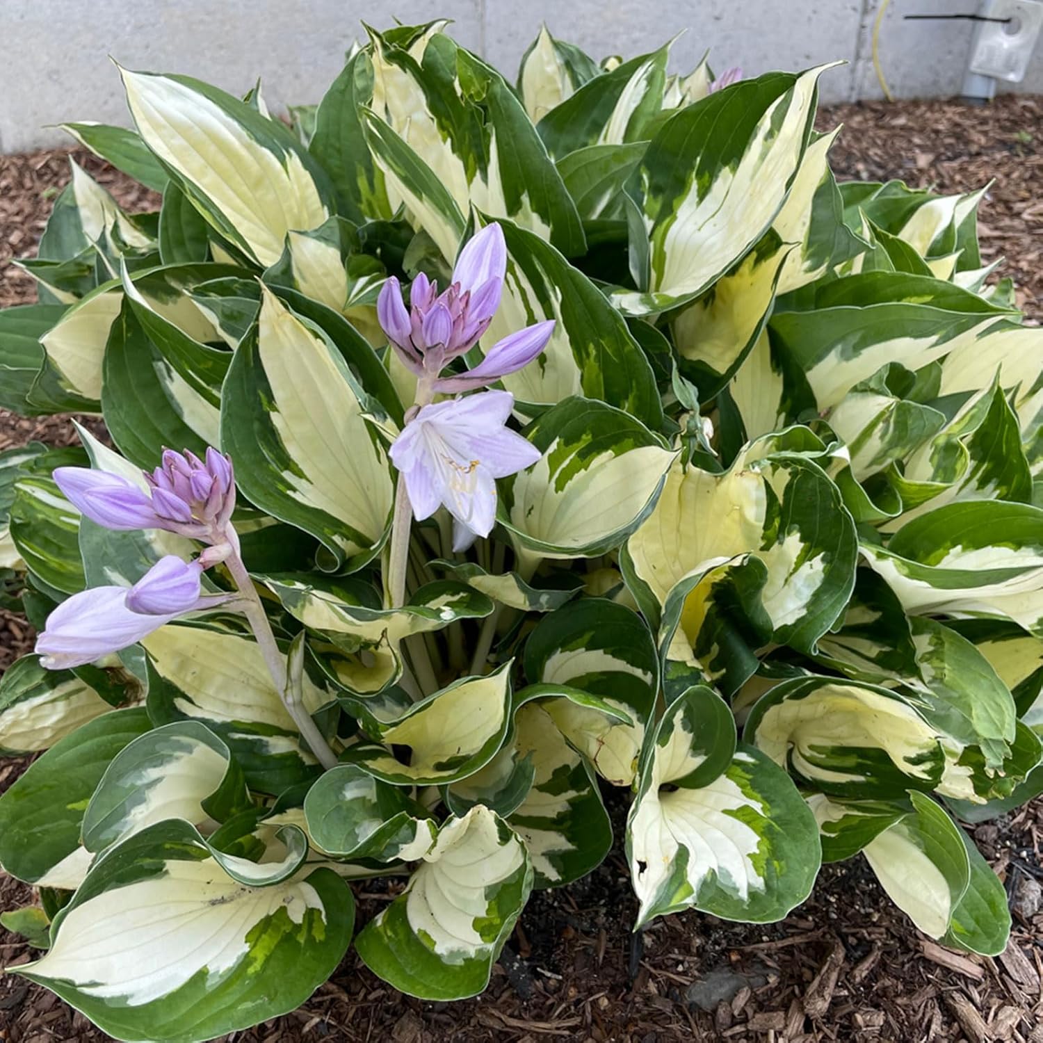 Fire and Ice Hosta Seeds, Variegated Shade Garden Plant