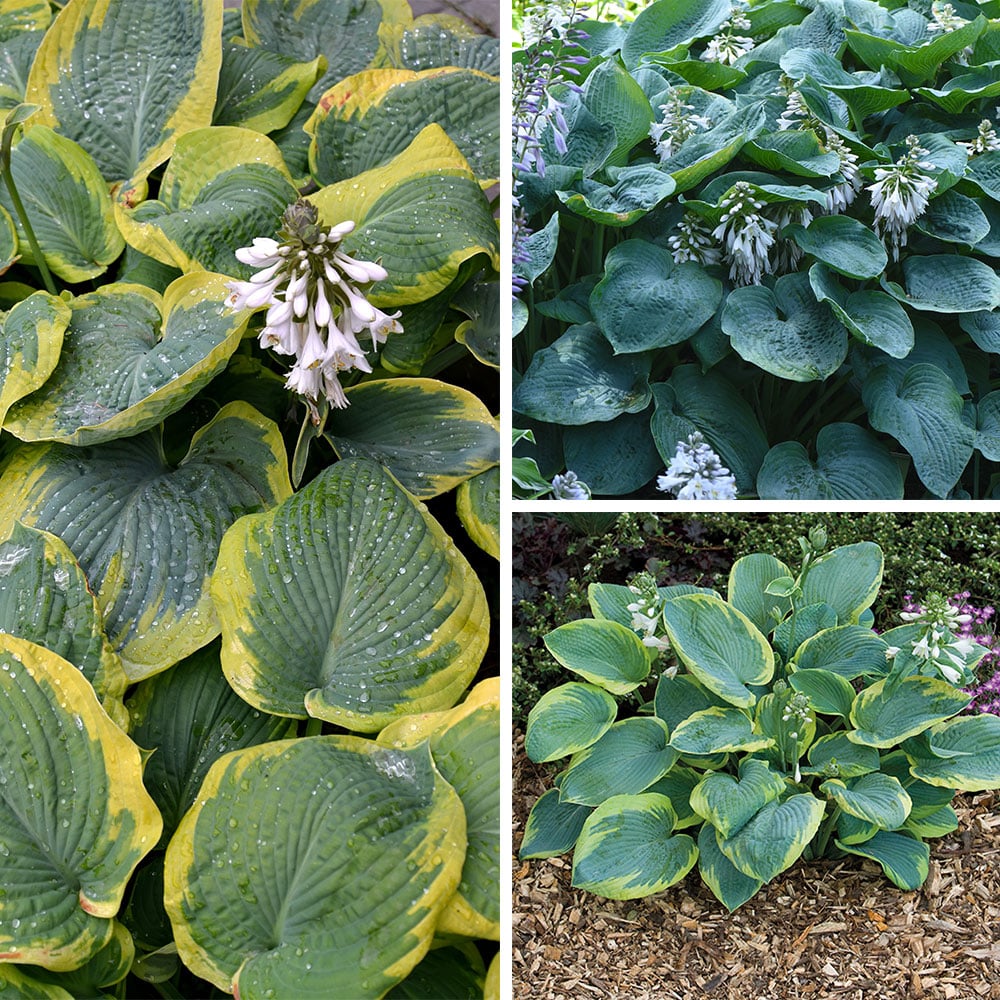 Hosta plants used as landscaping border