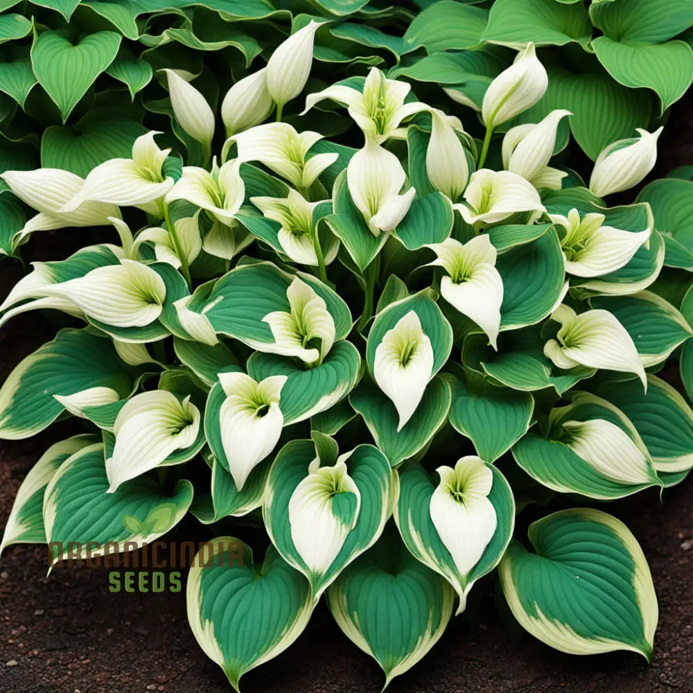 Blooming Hosta Lily plants in a garden