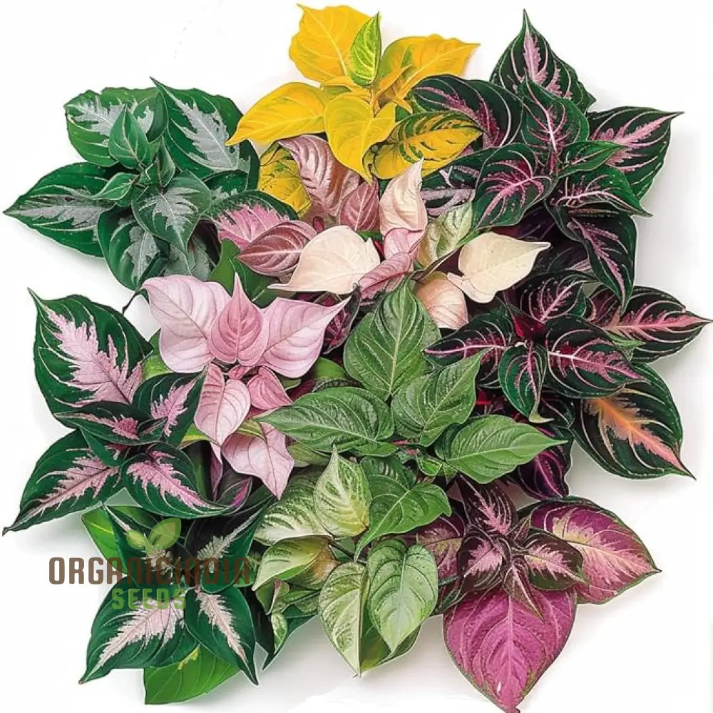 Hosta Mix Plant Seeds Premium Quality Green and Variegated Varieties