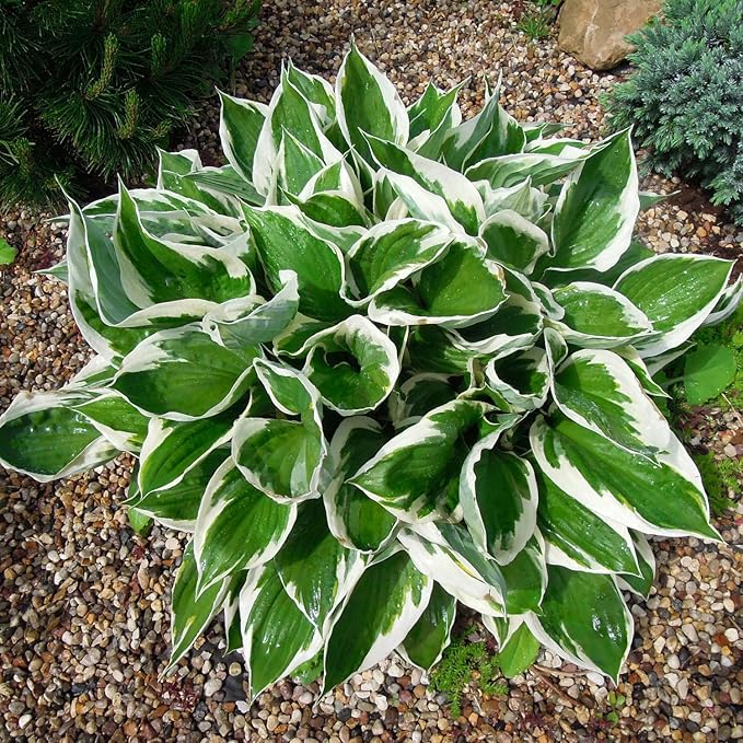 Patriot Hosta Plant with Green Leaves and White Edges