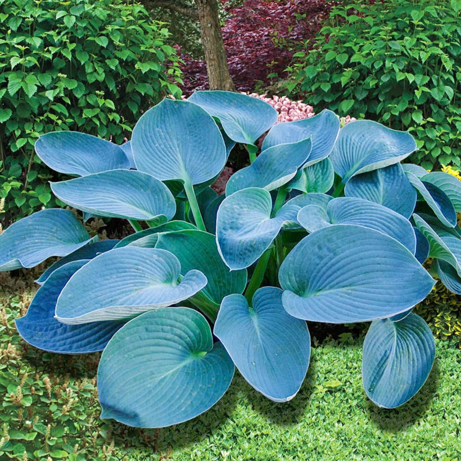 Rare Sky Blue Hosta Growing in Container, Shade Garden Plant