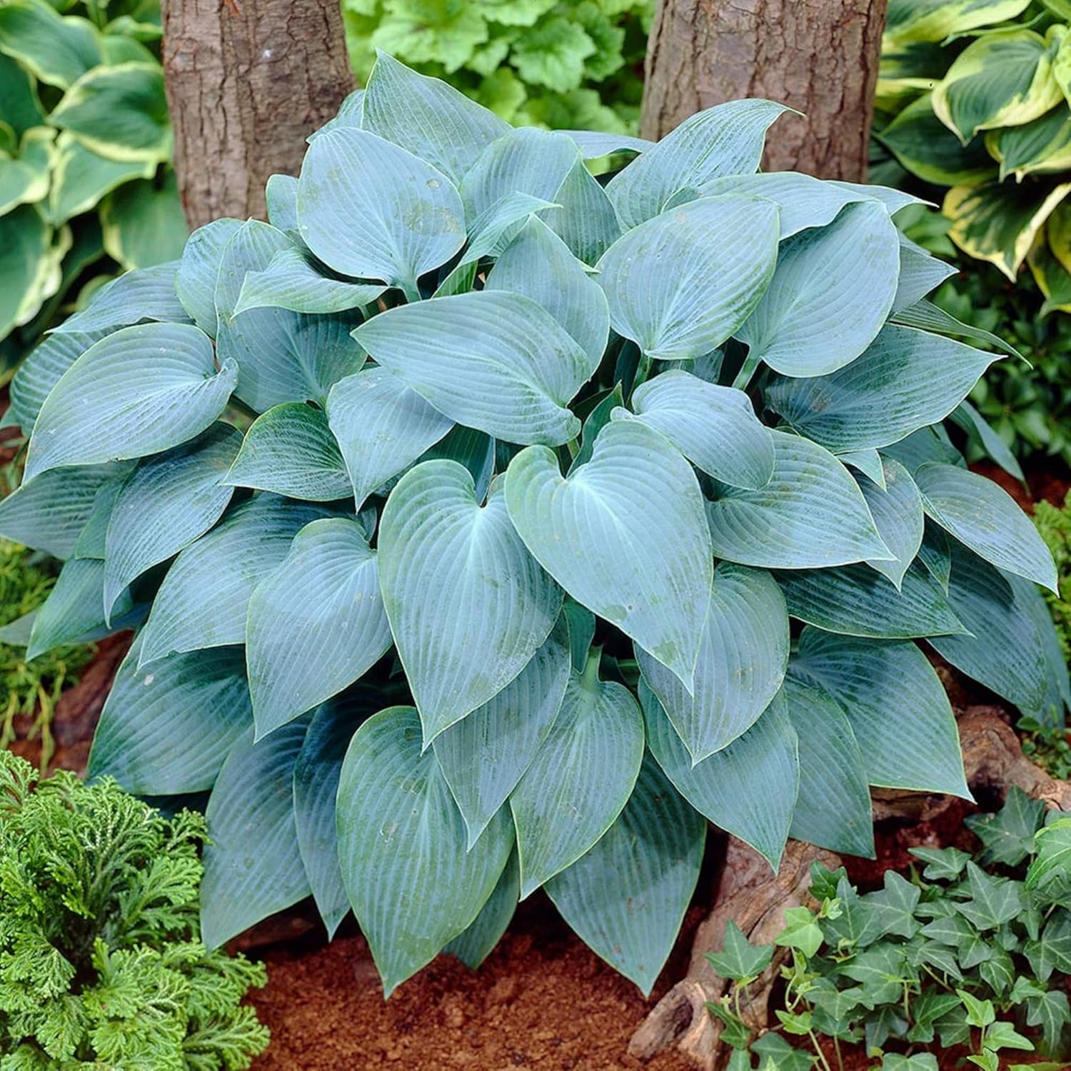Mature Rare Sky Blue Hosta with Sky-Blue Foliage