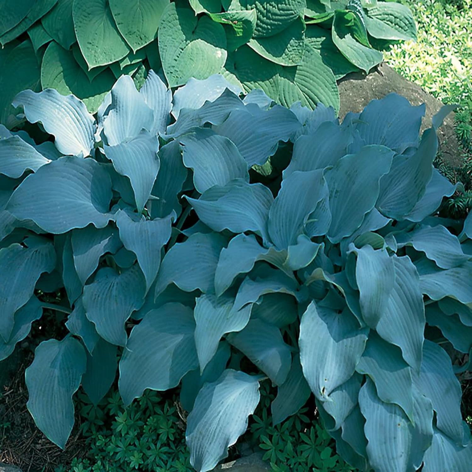 Rare Sky Blue Hosta Seeds, Shade Garden Perennial Plant