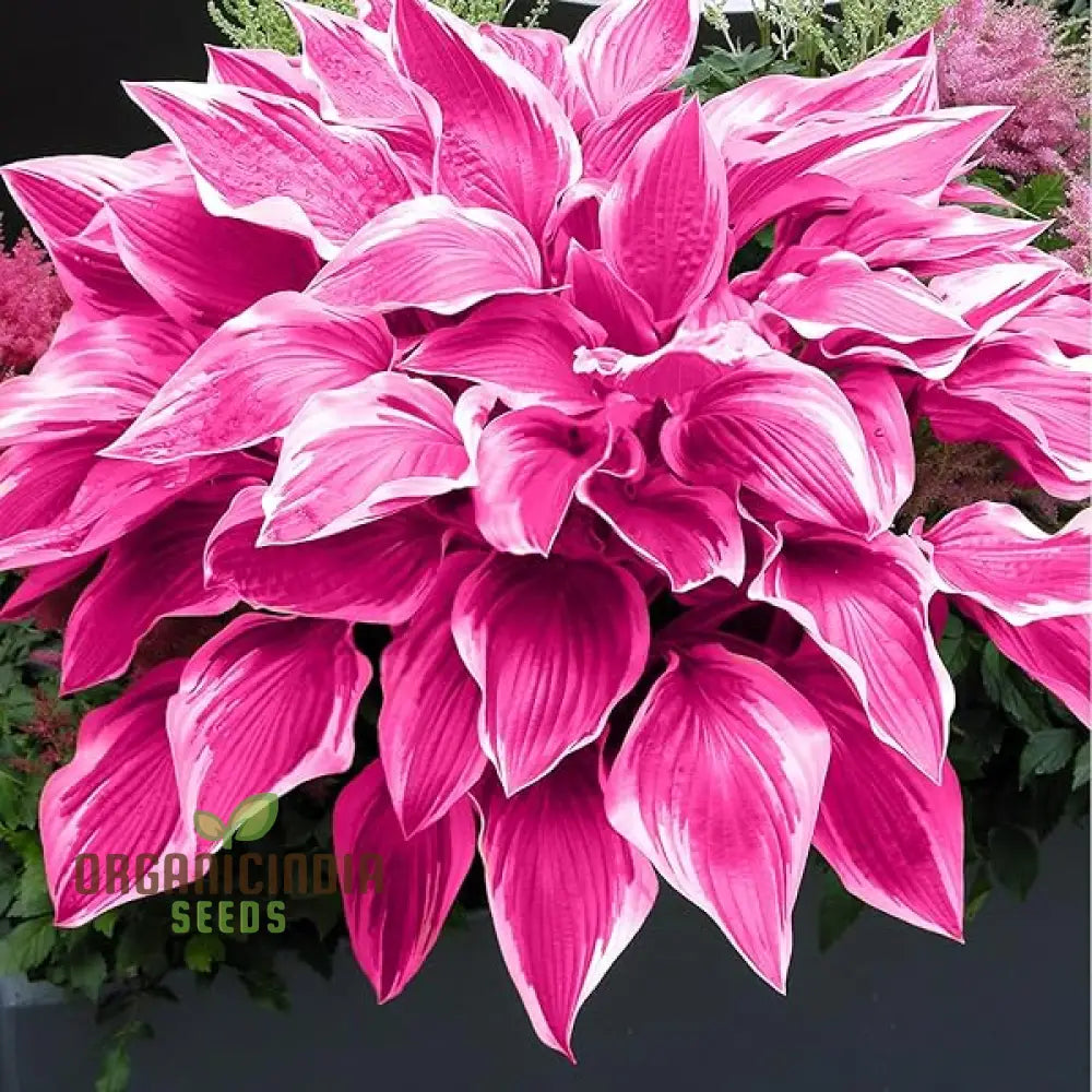 100pcs/ Bag Rare Garlic Vine Seeds Outdoor Blooming Bonsai