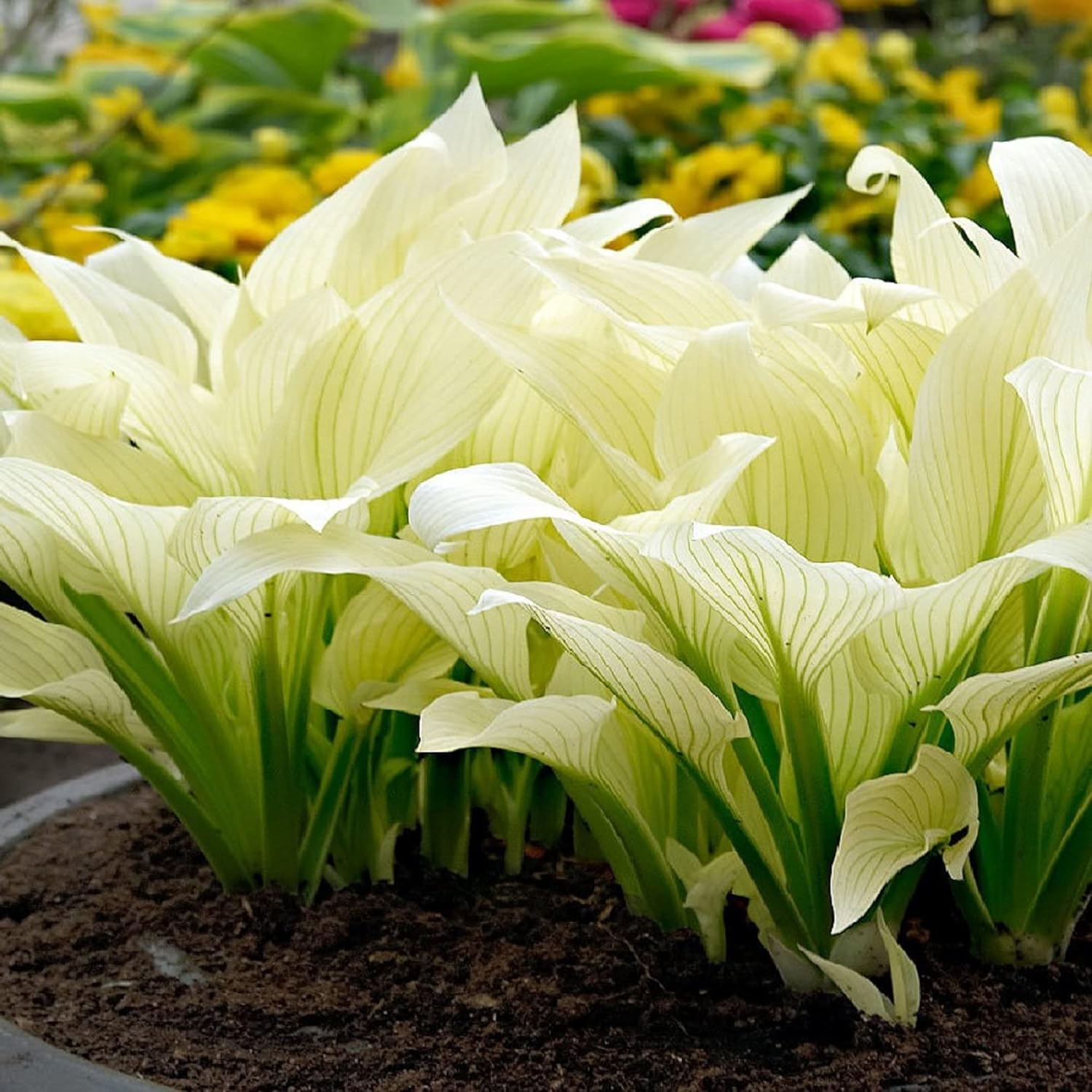 White Feather Hosta Growing in Shade Garden Border