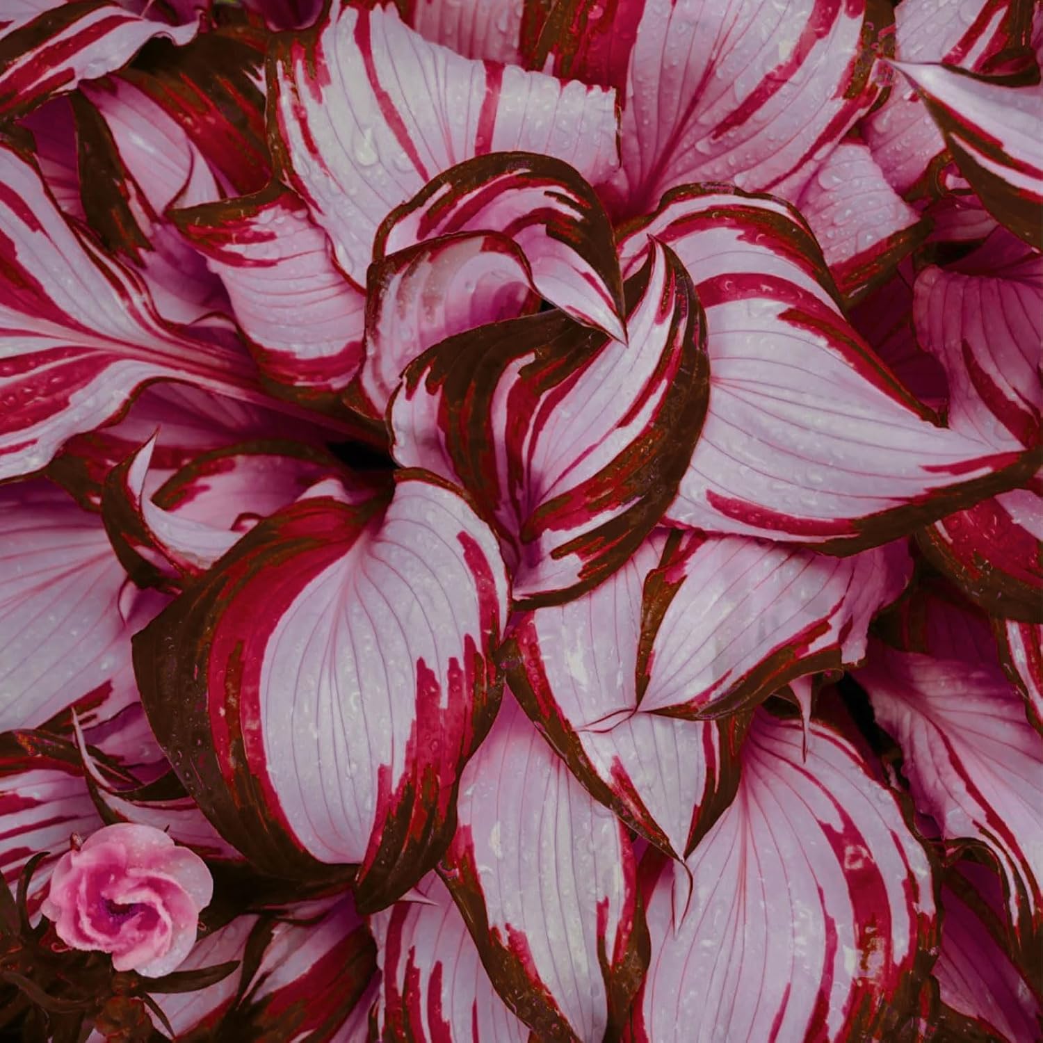 Close-Up of Hosta Leaves with Red Wavy Edges