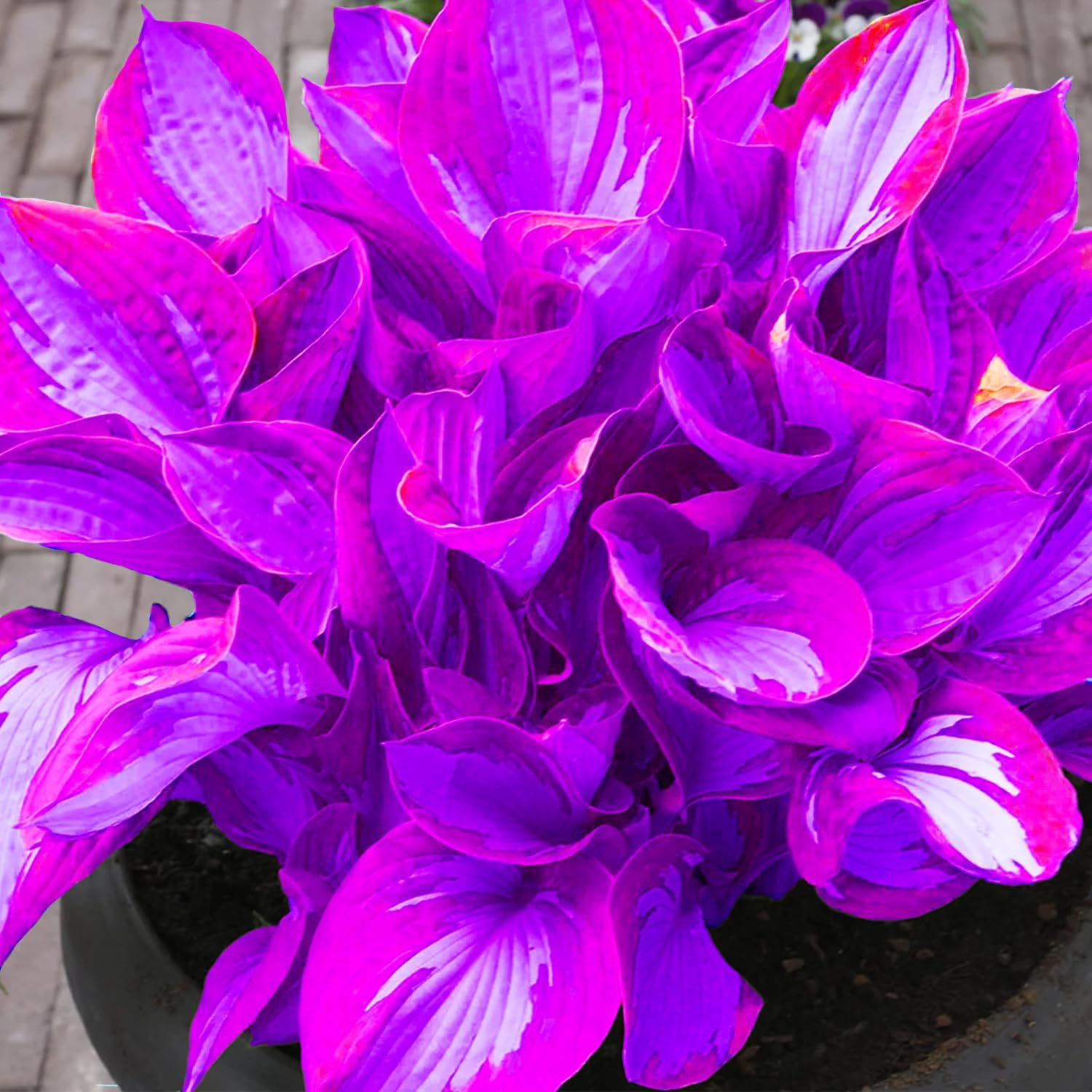 Hosta Seedlings Growing Indoors for Planting