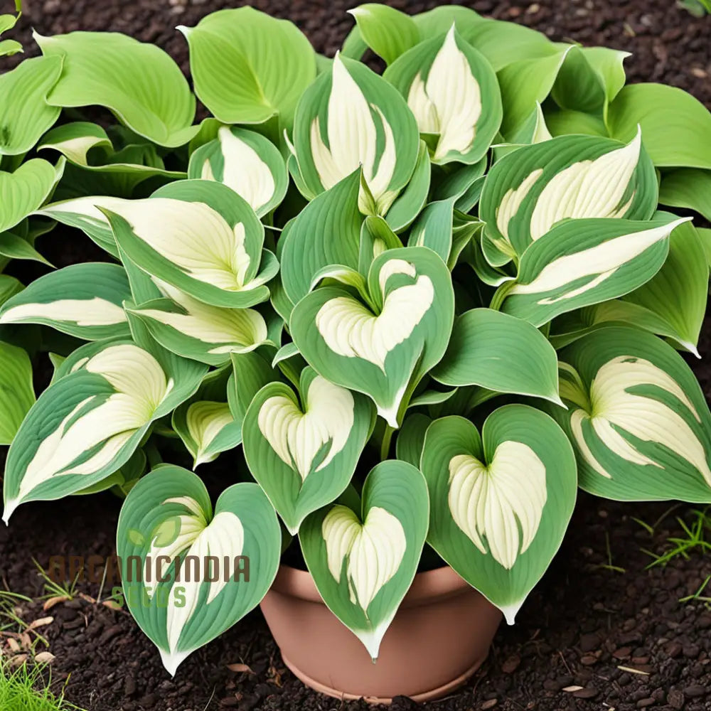 Hosta Seeds for Shade Plant Collections with Vibrant Leaves