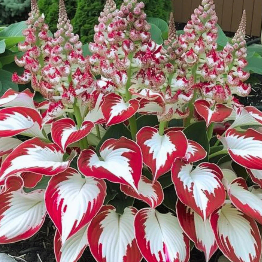 Hosta Seeds White and Red Variety for Shade Gardens