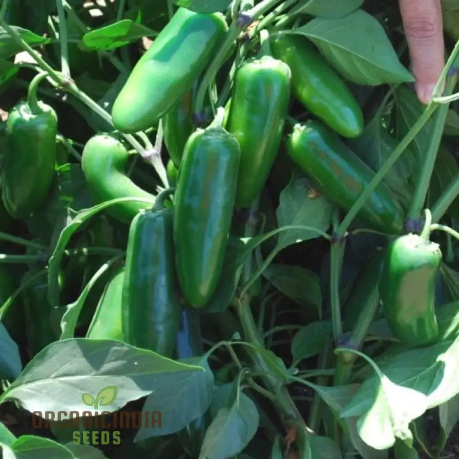 Hot Jalisco F1 Seedlings Growing, High Yield Organic Hybrid Seeds