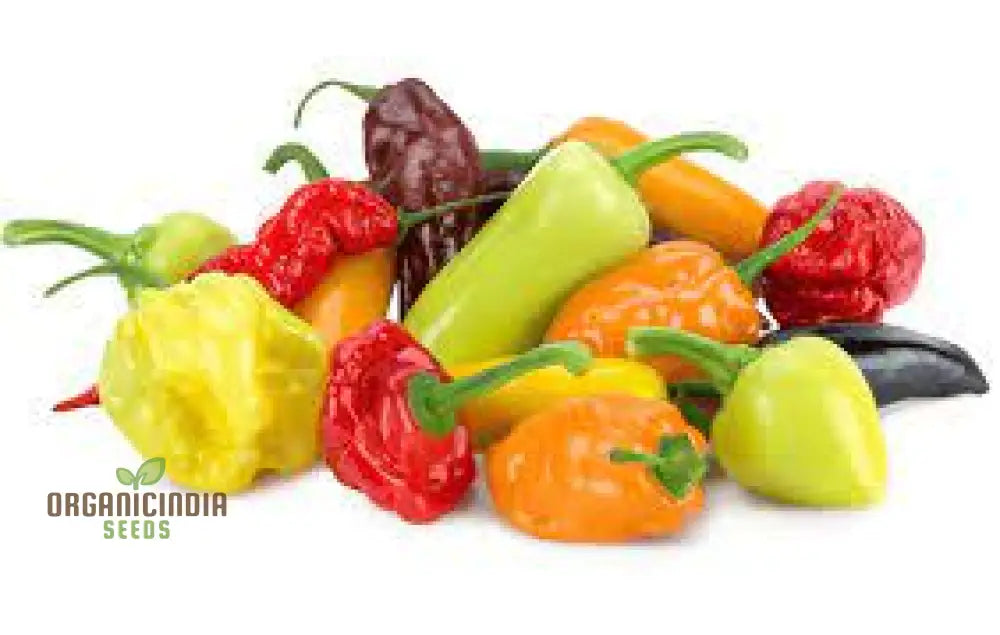 Colorful Hot Peppers from Caribbean Blend Seeds, Culinary and Garden Use