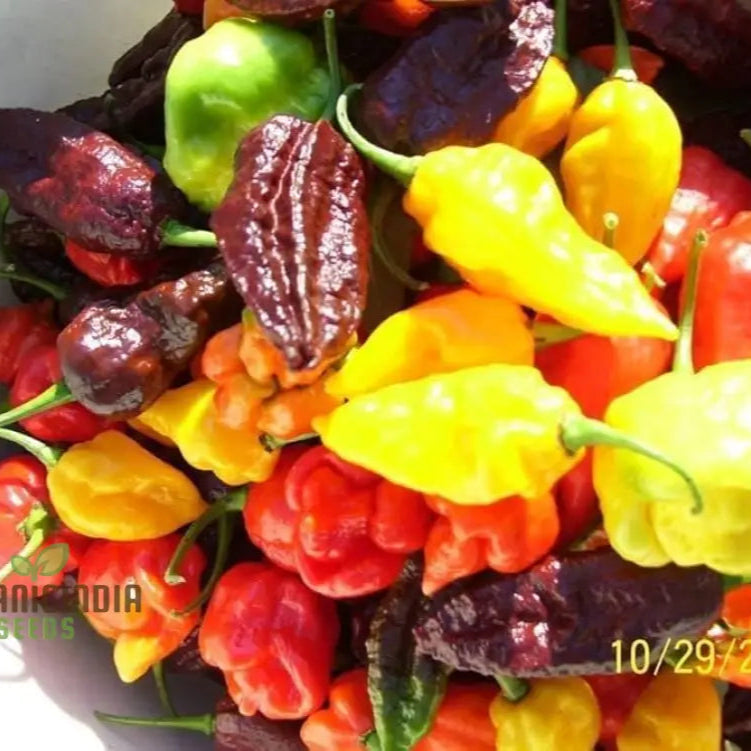 Mature Hot Pepper Caribbean Blend Plant from Seeds, Vibrant Garden Variety