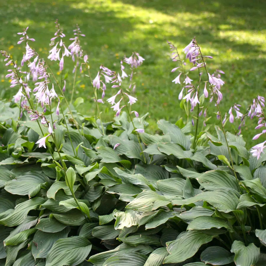 Semillas de flor de Hosta Lily para plantar Eleva tu experiencia de jardinería con flores impresionantes y duraderas