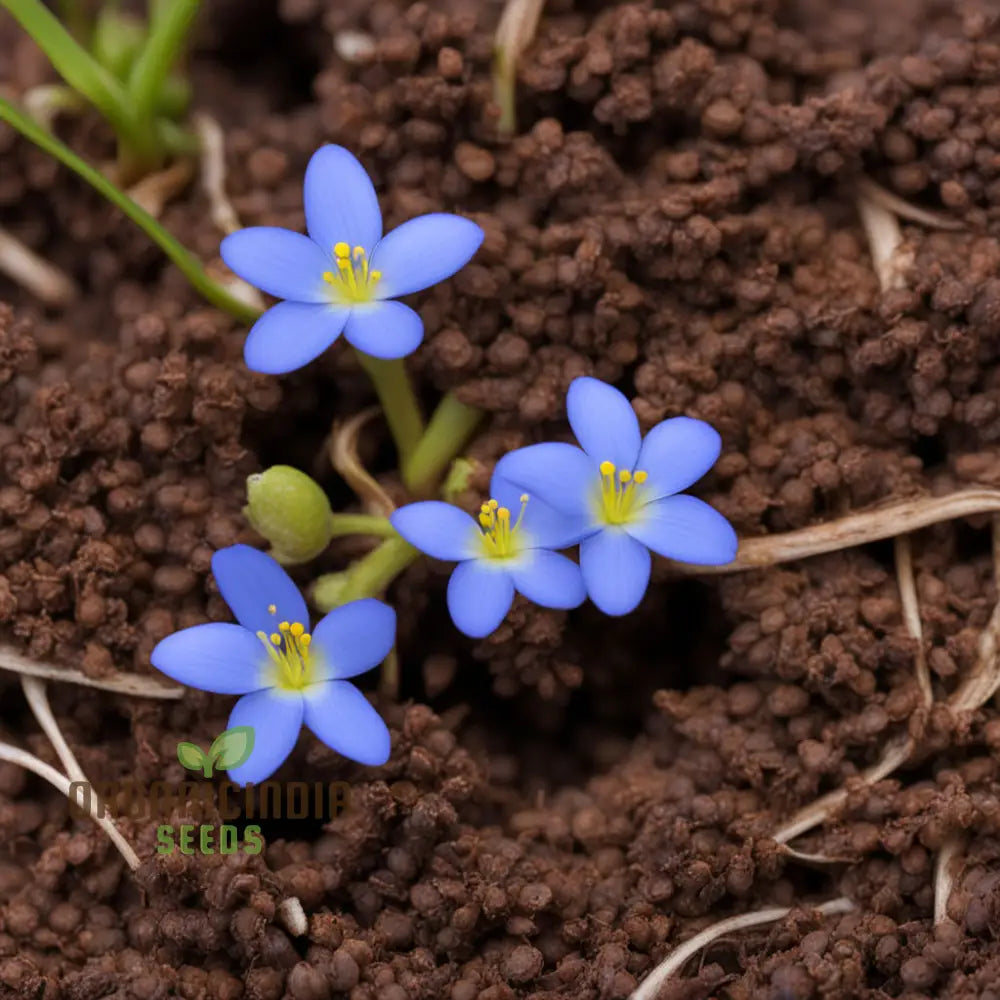 Houstonia Bluets Seedlings Growing