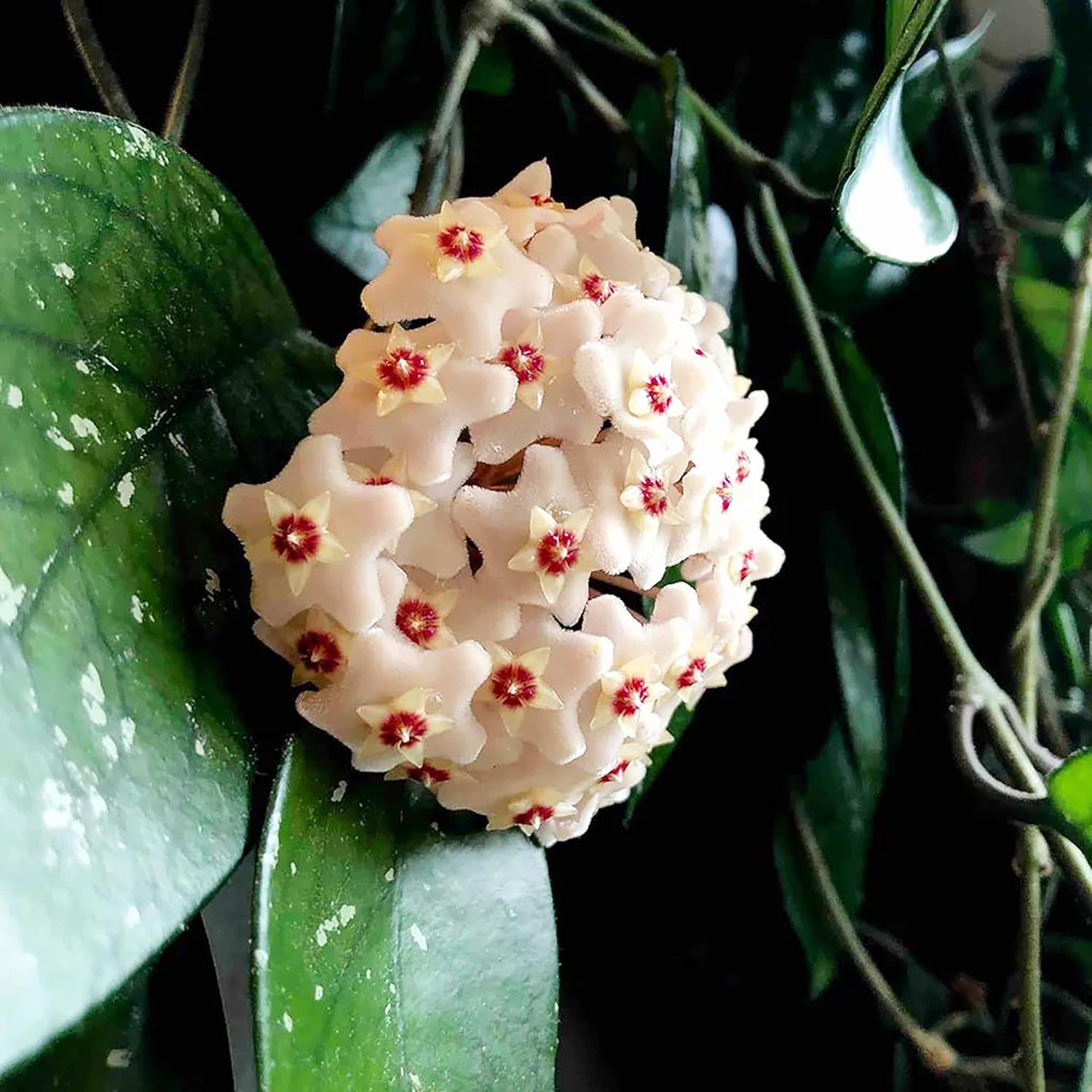 Hoya Carnosa hanging basket plant from seeds indoor décor