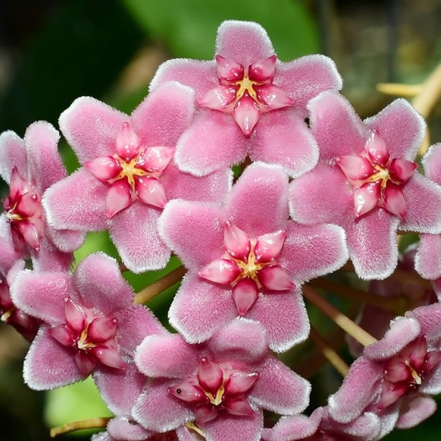 Hoya Carnosa glossy waxy leaves grown from seeds