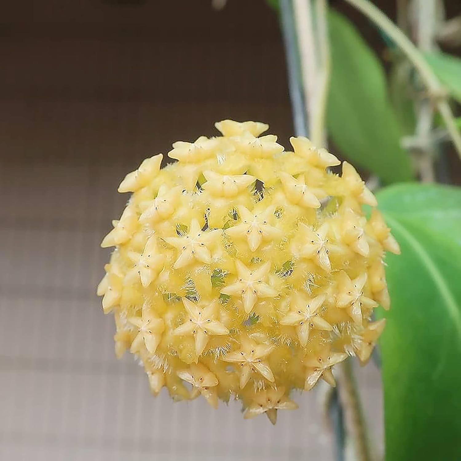 Mature Hoya Carnosa plant grown from seeds with waxy foliage