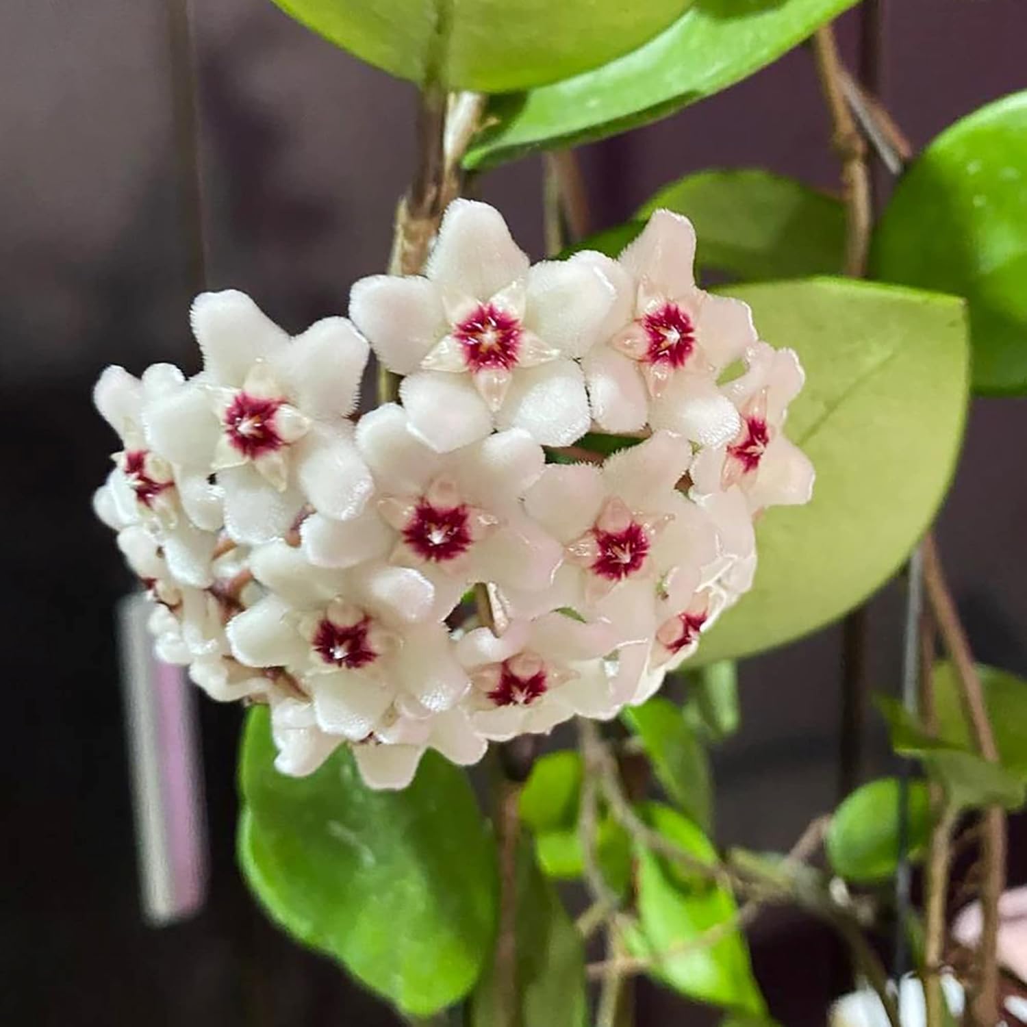 Hoya Carnosa potted plant grown from seeds for home garden