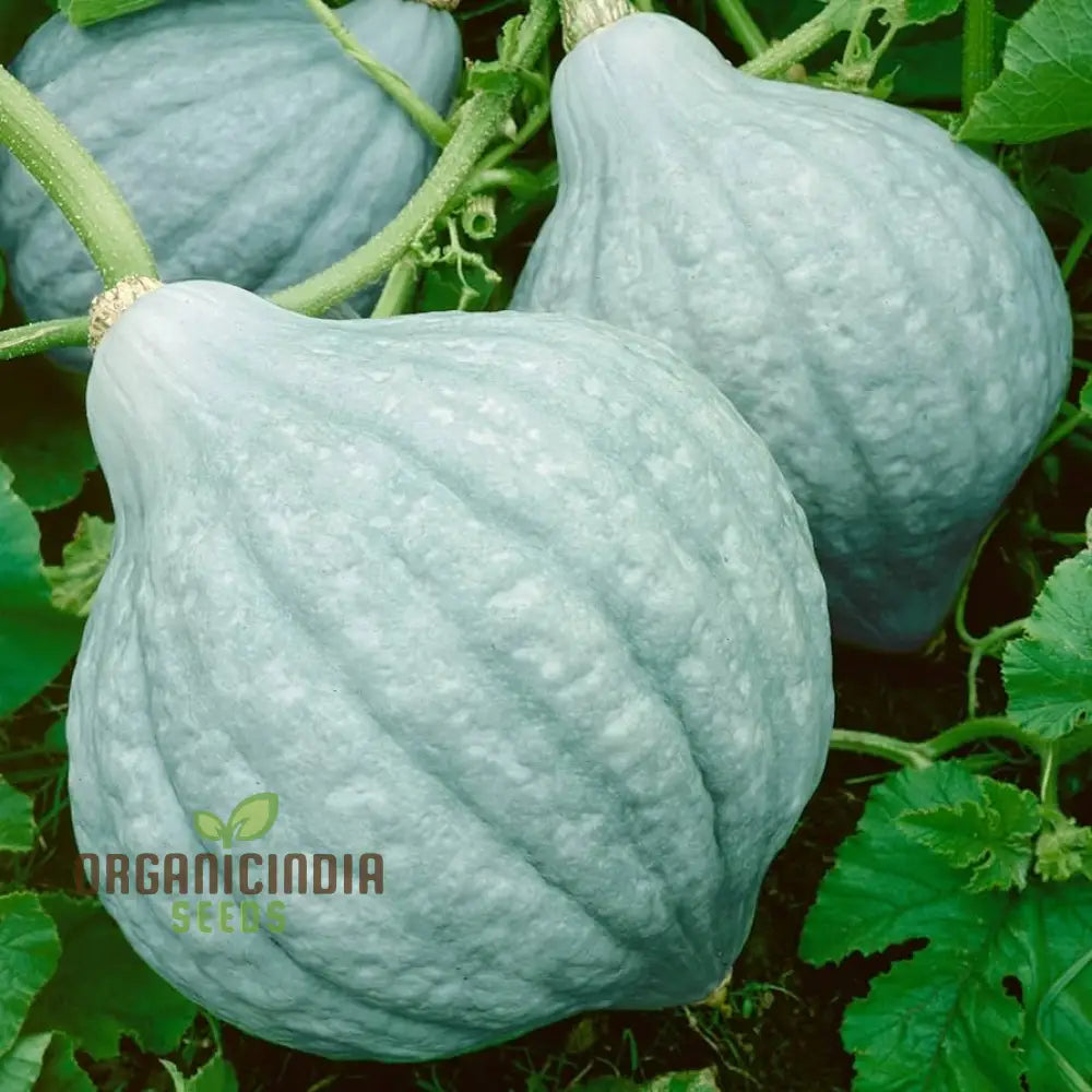 Hubbard Blue Winter Squash Seeds for Planting, Heirloom Vegetable Seeds