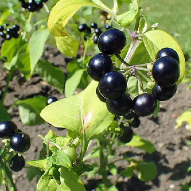 Mature Huckleberry Plant from Seeds, Bushy Homegrown Berry Plant