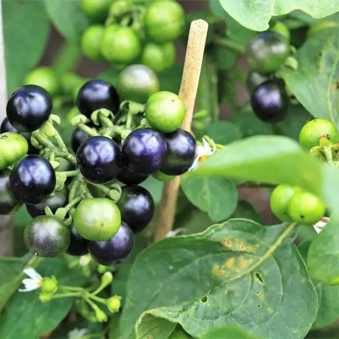 Huckleberry Seeds for Garden, Premium Berry Seeds for Homegrown Fruit