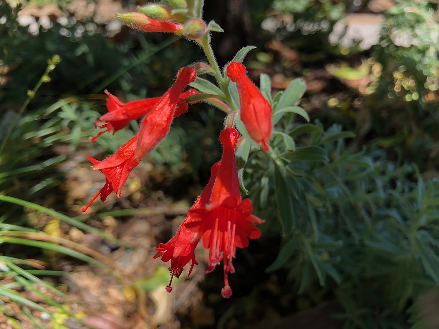 Hummingbird attracted to California Fuchsia blooms