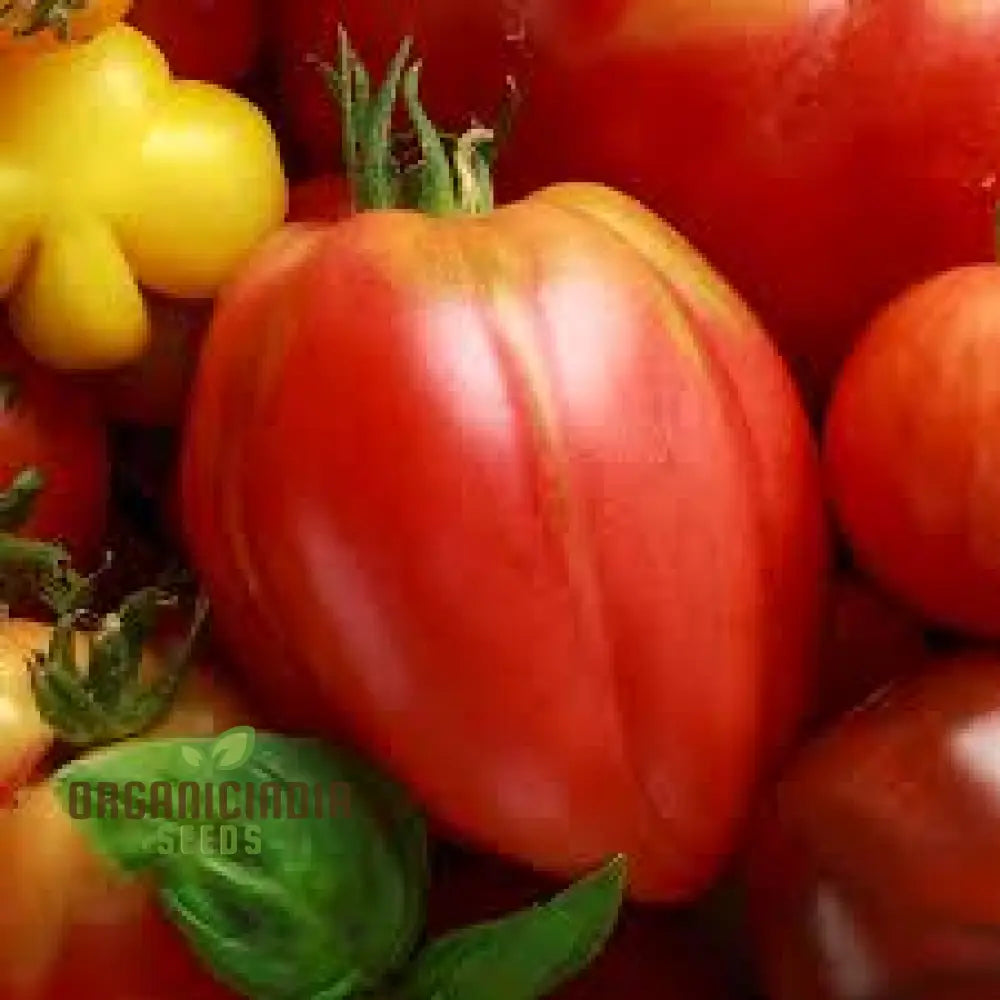 Hungarian Heart Tomato Seeds for Planting, Non-GMO Premium Heirloom Seeds