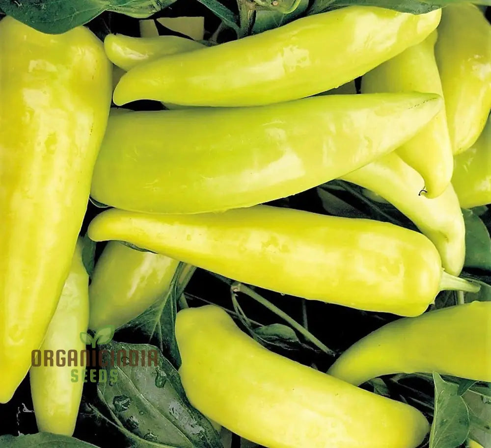 Mature Hungarian Yellow Wax Hot Chilli Plant, Premium Pepper Seeds
