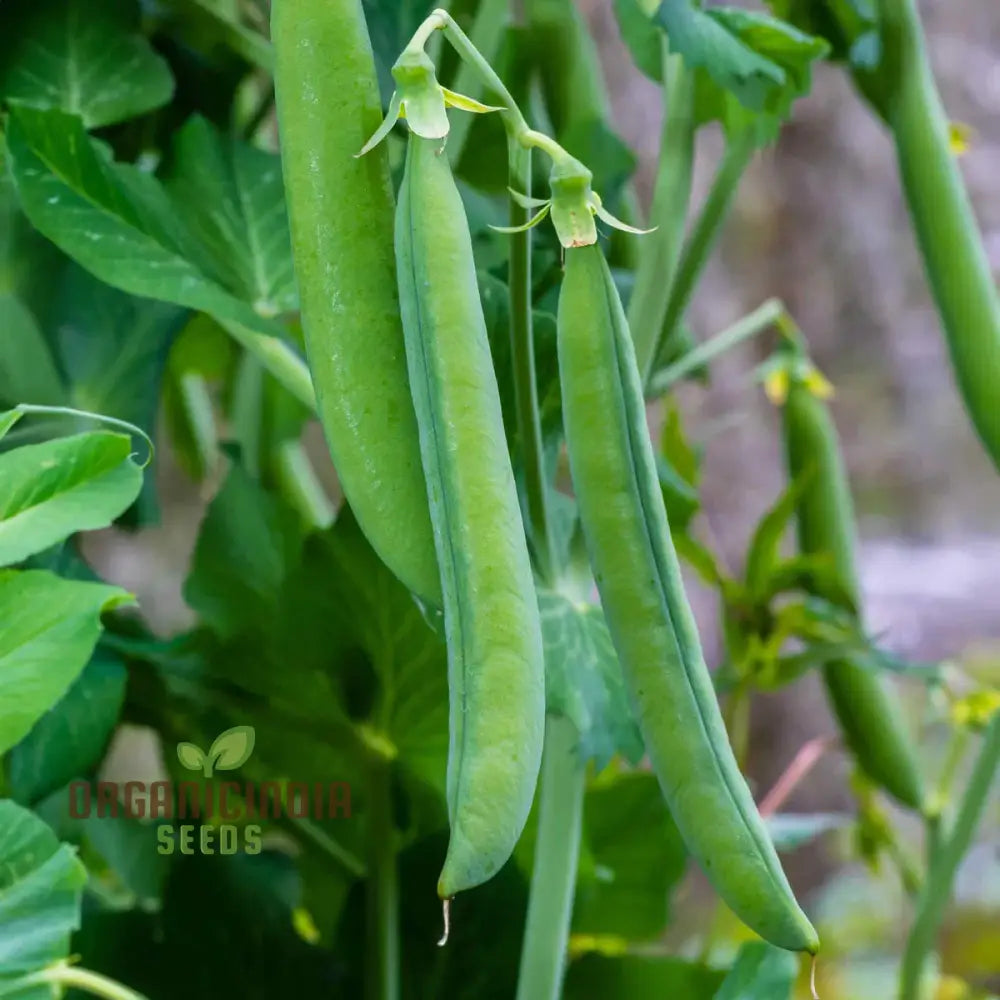 Mature Hurst Green Shaft Pea Plant from Seeds, Tall Climbing Vine for Home Garden