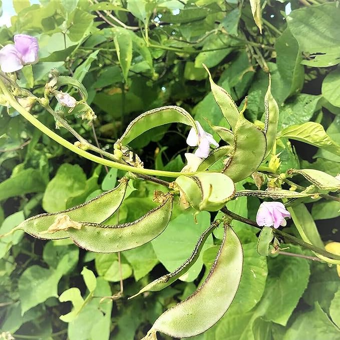Hyacinth Bean Plants Climbing Garden Trellis, Ornamental Vine Seeds