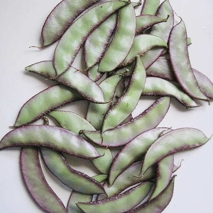 Harvested Hyacinth Bean Pods from Lablab Purpureus Seeds, Edible and Ornamental Use