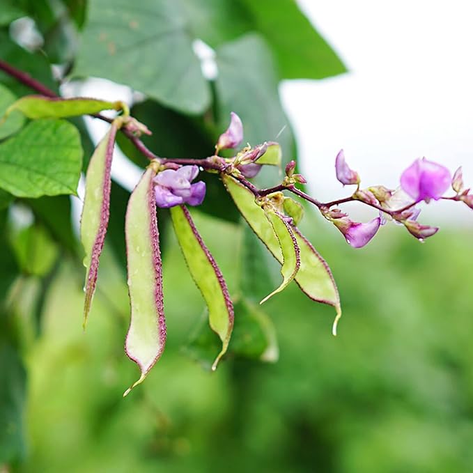 Hyacinth Bean Seedlings Growing from Lablab Purpureus Seeds, Fast-Growing Vine