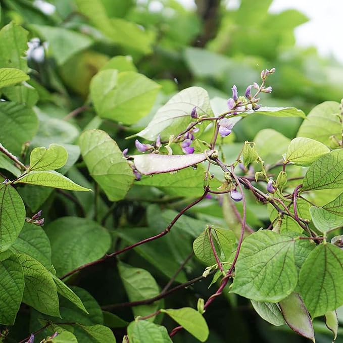 Lablab Purpureus Hyacinth Bean Vine Climbing Trellis from Seeds