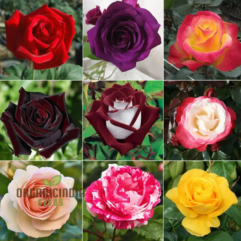 Hybrid all season mixed rose seeds for planting