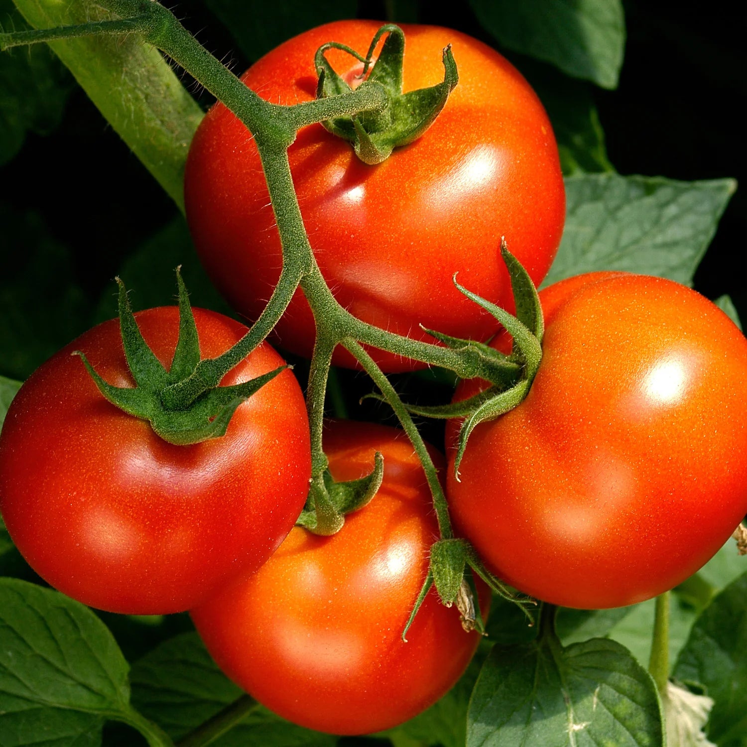 Hybrid Celebrity Tomato Seeds – Disease Resistant Juicy Tomatoes