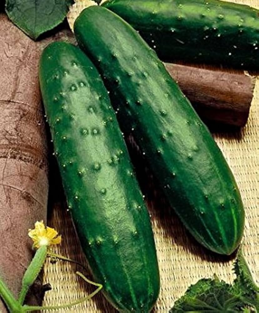 Hybrid Dasher II Cucumber Seeds – Disease-Resistant High-Yield Variety