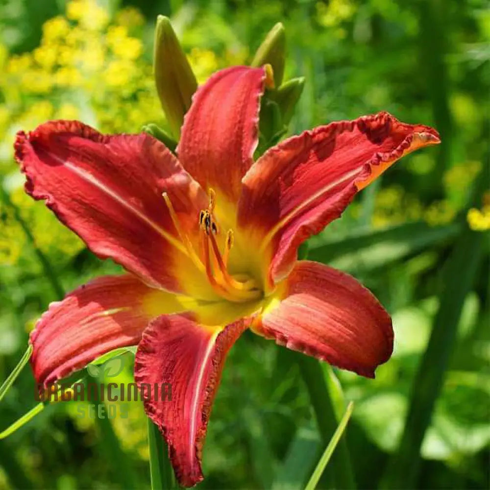 Hybrid daylily garden seeds compact perennial flowers