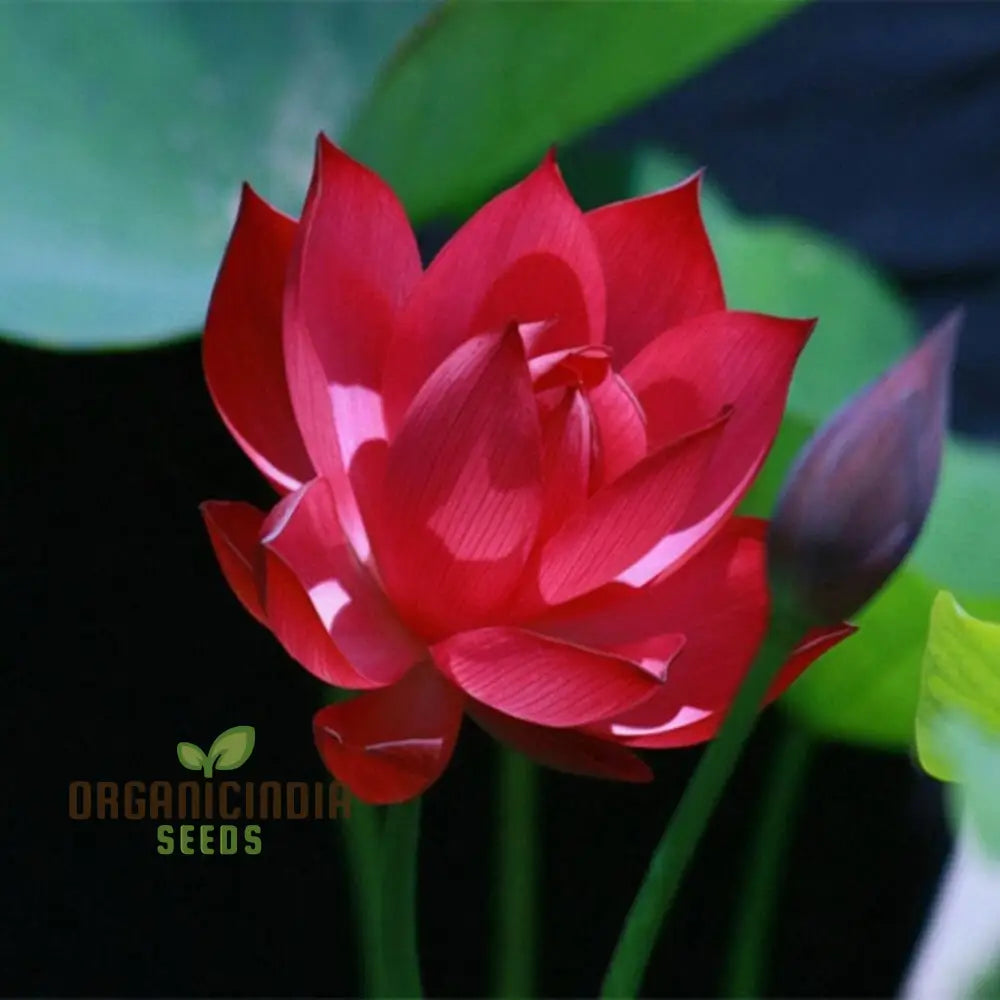 Hybrid Lotus Flower Seeds â€“ Elevate Your Gardening Experience With Stunning Resilient Blooms