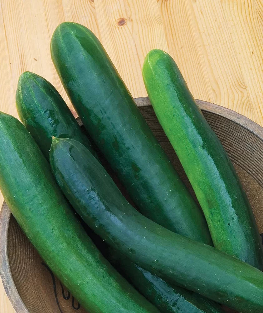 Hybrid Sweet Success Cucumber Seeds – High Yield Greenhouse Variety