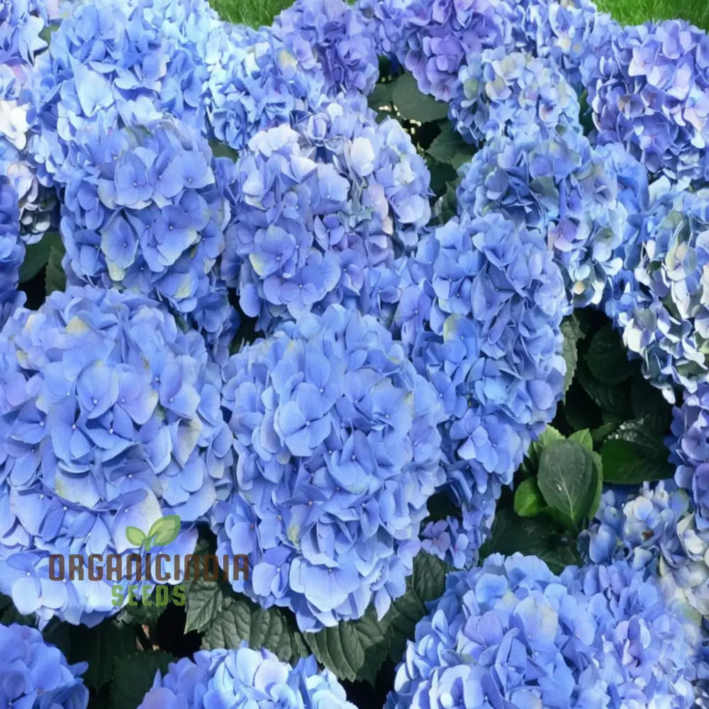 Hydrangea Flower Garden Seeds for Large Bloom Clusters