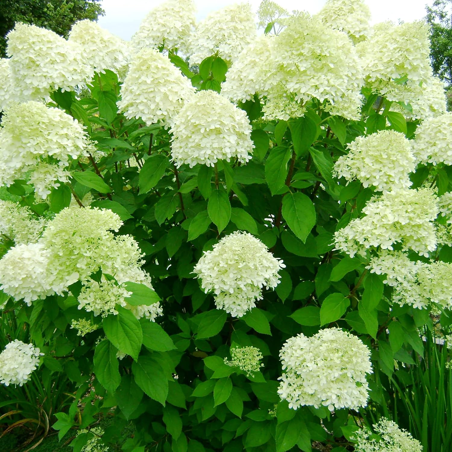 Hydrangea Paniculata seeds Peegee Hydrangea for outdoor planting