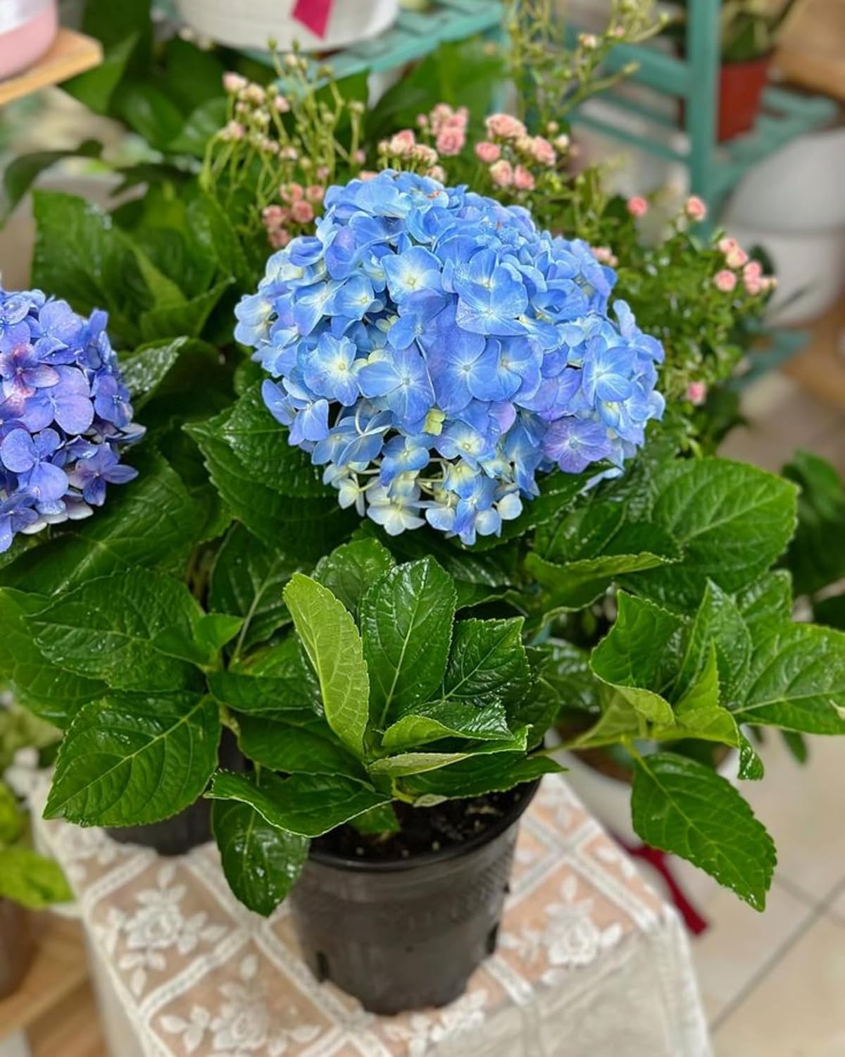 Hydrangea Seeds for Blue Flower Color in Home Gardens